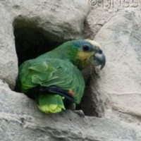 Orange Winged Amazonian Parrot